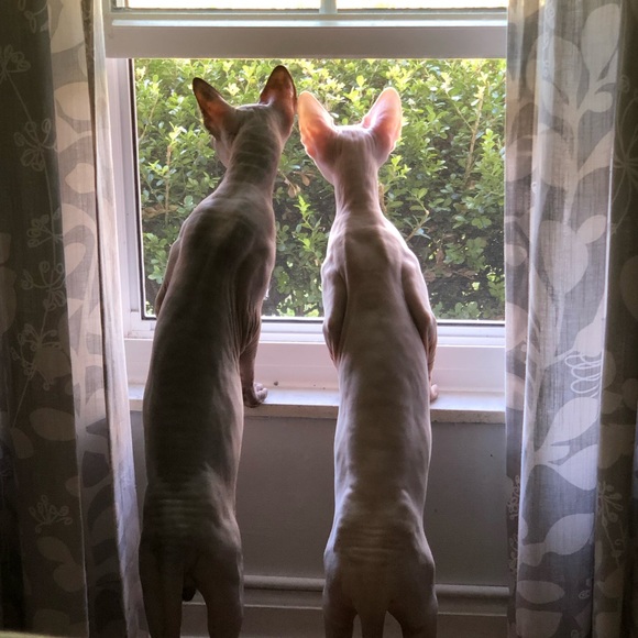 Meet your Posher, Cassie - Picture 2 of 2